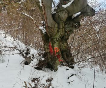 Aktuality / Príprava na VIII. ročník prechodu Medzibrodským chotárom  - foto